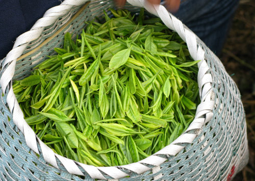 茶多酚含量檢測方法再新突破  助力茶葉生產(chǎn)消費