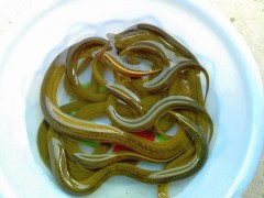 黃鱔苗（純手工捕捉，生猛沒?。? /></a>
                            </div>
                            <p>
                                <a href=
