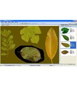 LA-S型植物葉面積、病斑、蟲損、葉色分檔分析儀系統(tǒng)