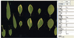 植物葉面積分析儀系統(tǒng)， 野外便攜式植物葉面積分析儀
